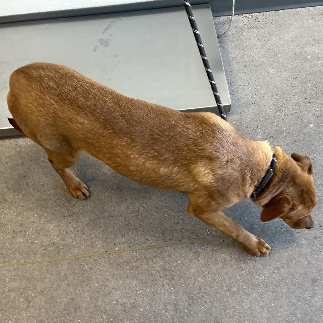 Isabelle, Adoptable, Young Female Mixed Breed.