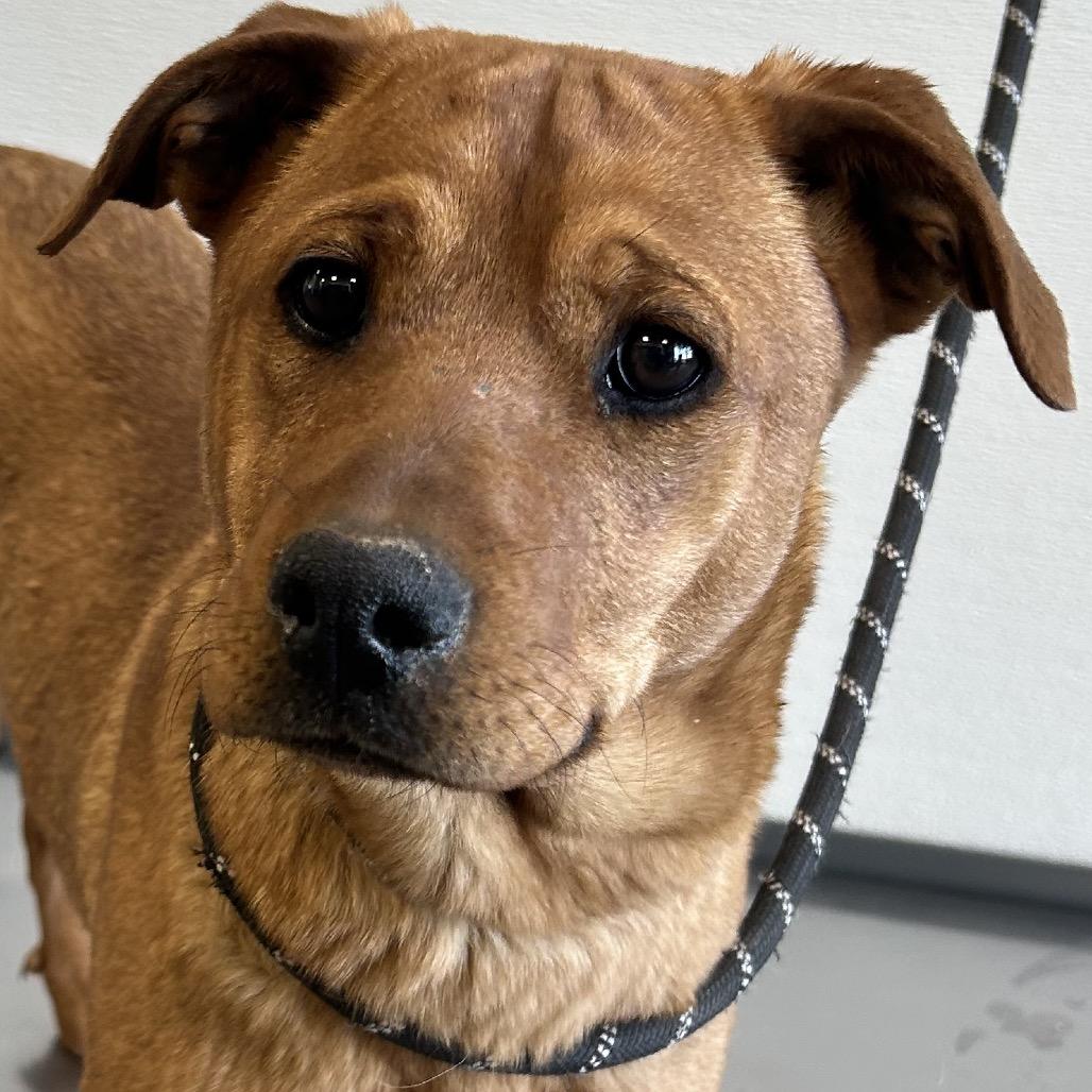Enlarge Isabelle, a Adoptable Mixed Breed in Las Cruces, NM image 2/5