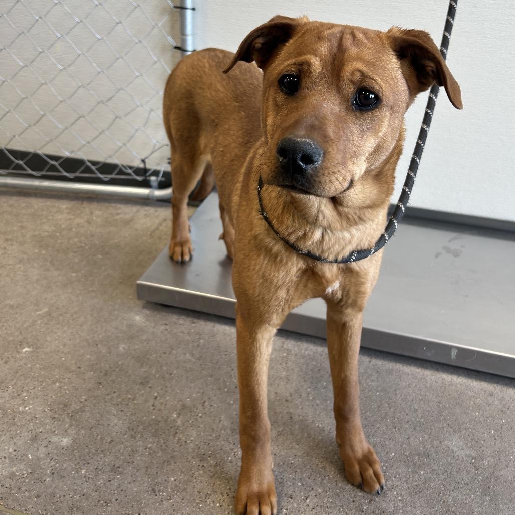 Enlarge Isabelle, a Adoptable Mixed Breed in Las Cruces, NM image 3/5
