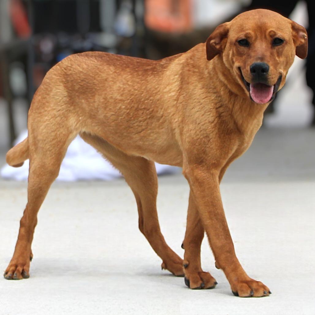 Enlarge Isabelle, a Adoptable Mixed Breed in Las Cruces, NM image 4/5