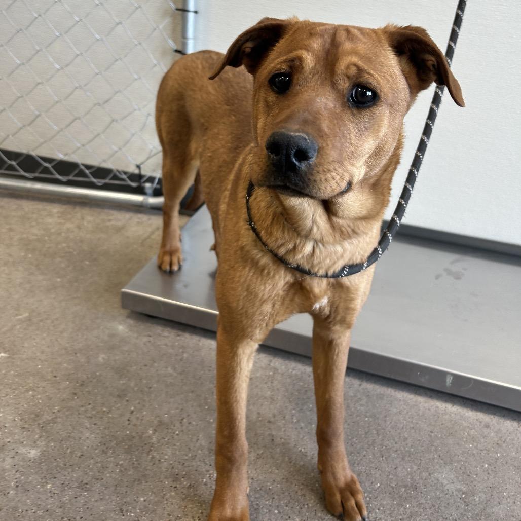 Enlarge Isabelle, a Adoptable Mixed Breed in Las Cruces, NM image 5/5