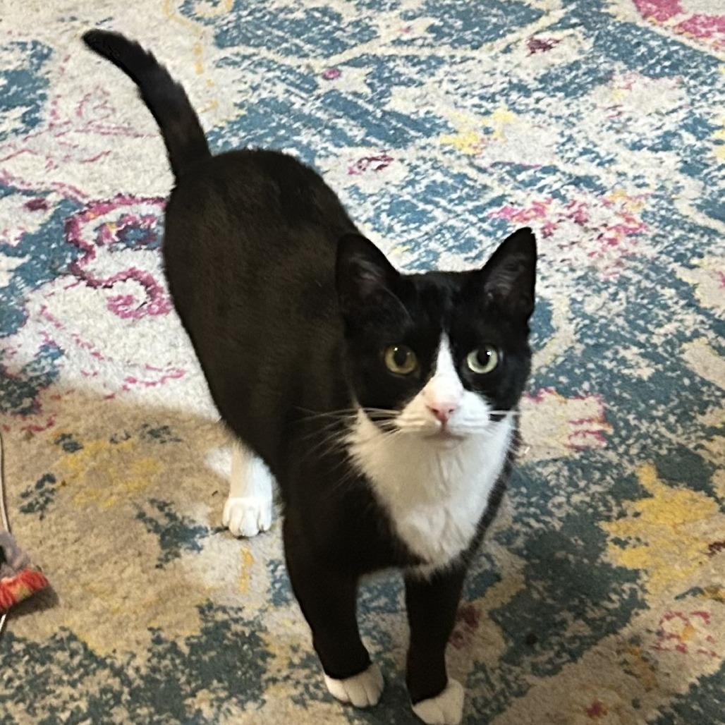 Igor, Adoptable, Adult Male Domestic Short Hair.