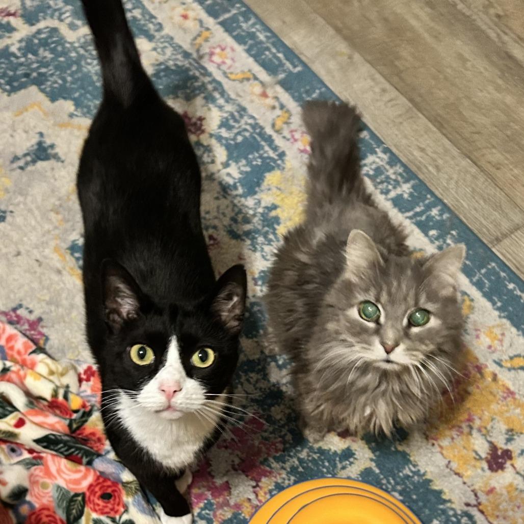 Enlarge Igor, a Adoptable Domestic Short Hair in Nashville, TN image 2/6