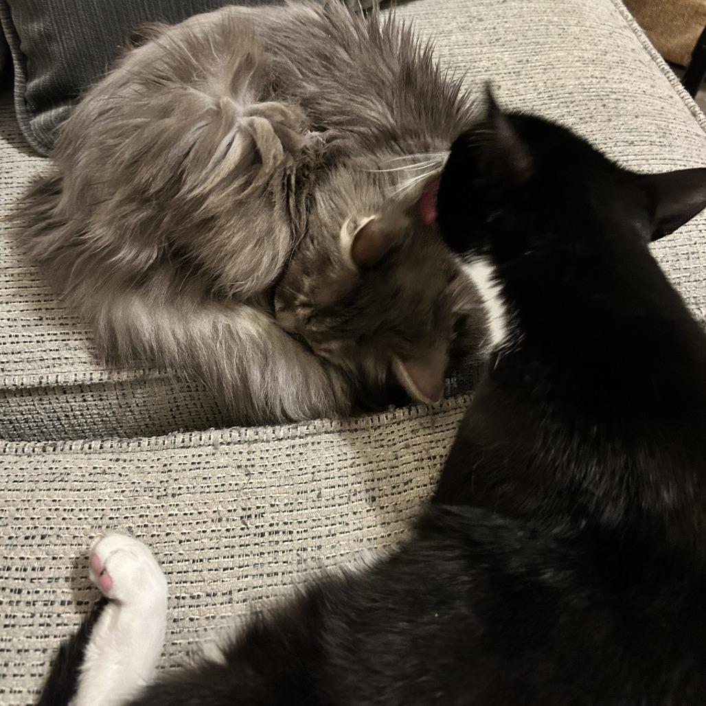 Enlarge Igor, a Adoptable Domestic Short Hair in Nashville, TN image 5/6