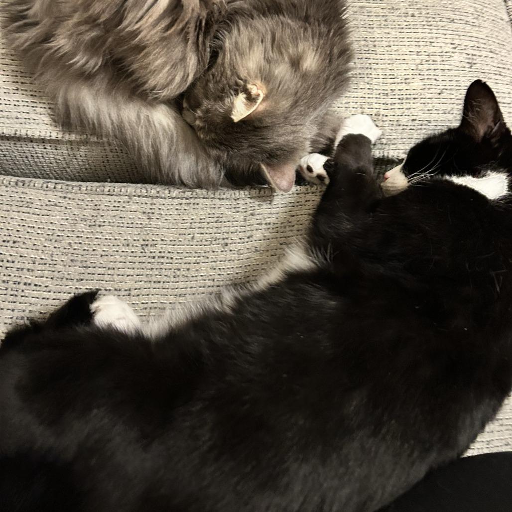 Enlarge Igor, a Adoptable Domestic Short Hair in Nashville, TN image 6/6