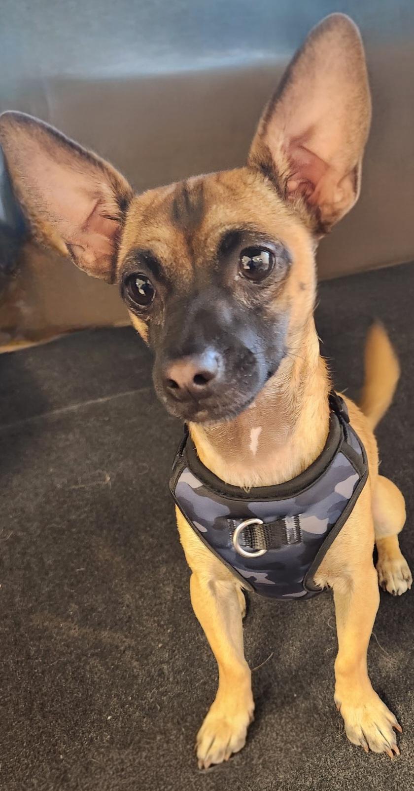 Carlos, a Adoptable mixed breed in La Verkin, UT image 1/3