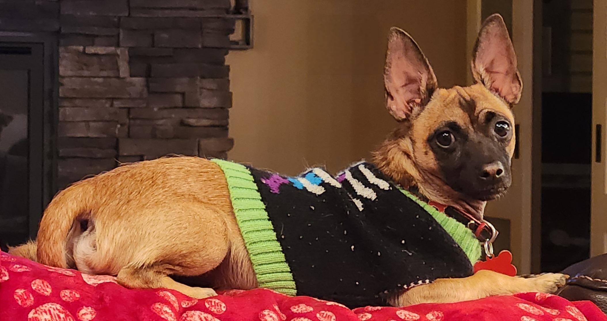 Carlos, a Adoptable mixed breed in La Verkin, UT image 2/3