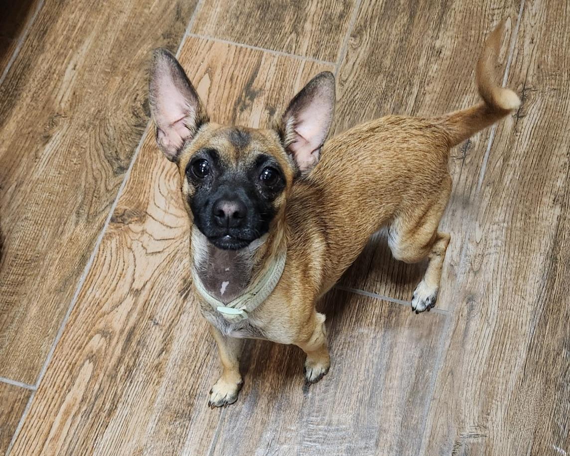 Carlos, a Adoptable mixed breed in La Verkin, UT image 3/3