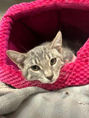 Enlarge Jerry, a Adoptable Domestic Short Hair in Williamsport, PA image 1/2