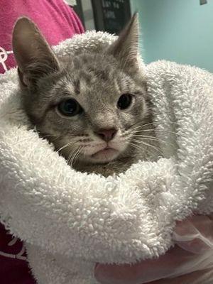 Enlarge Jerry, a Adoptable Domestic Short Hair in Williamsport, PA image 2/2