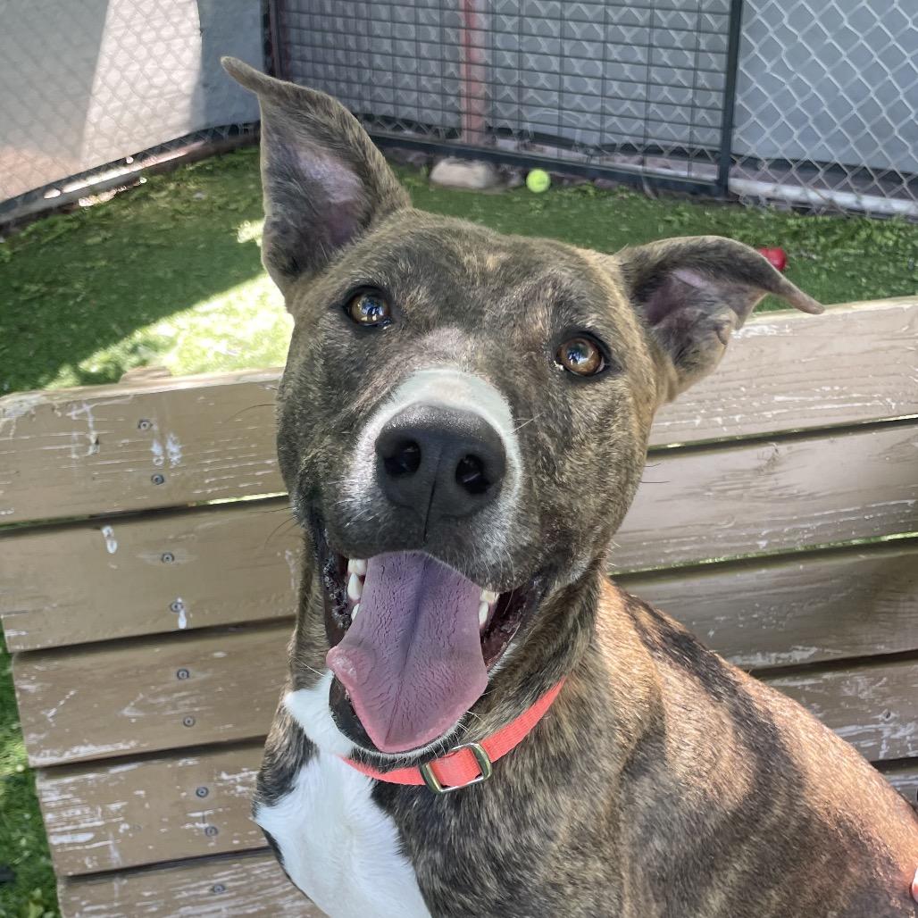 Harley, Adoptable, Adult Female Pit Bull Terrier & Plott Hound.