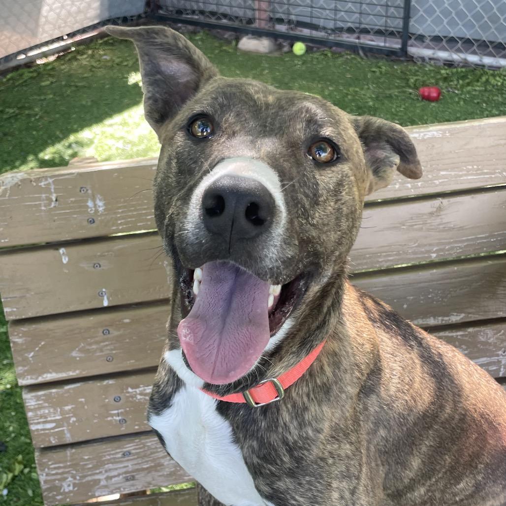 Enlarge Harley, a Adoptable mixed breed in Henderson, NV image 2/4