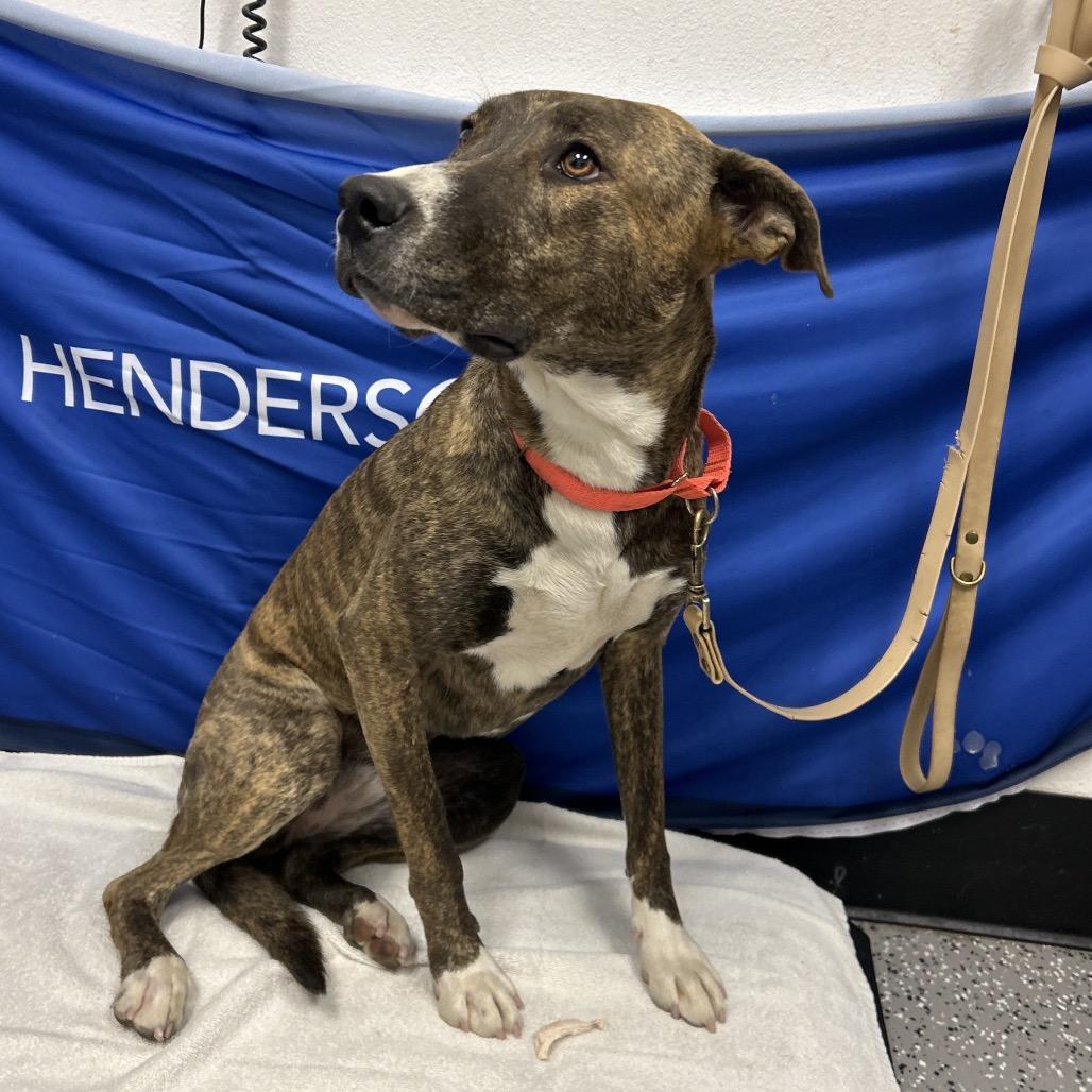Enlarge Harley, a Adoptable mixed breed in Henderson, NV image 3/4