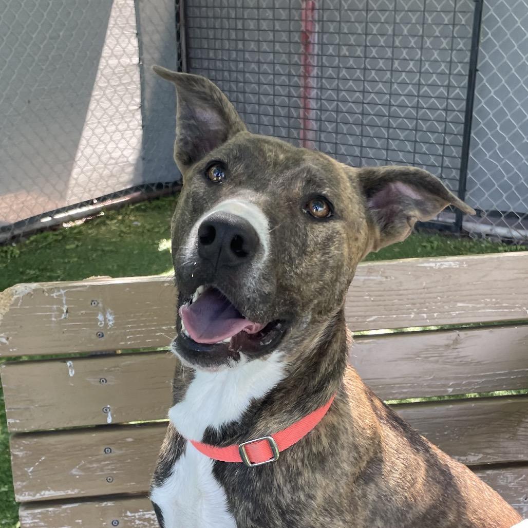Enlarge Harley, a Adoptable mixed breed in Henderson, NV image 4/4