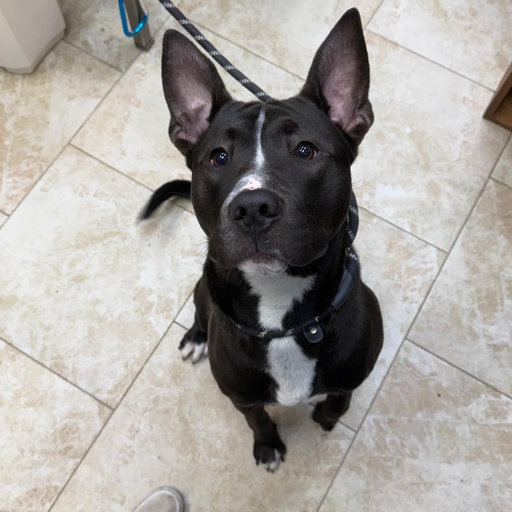 Enlarge Whiskey, a Adoptable mixed breed in Galveston, TX image 1/6