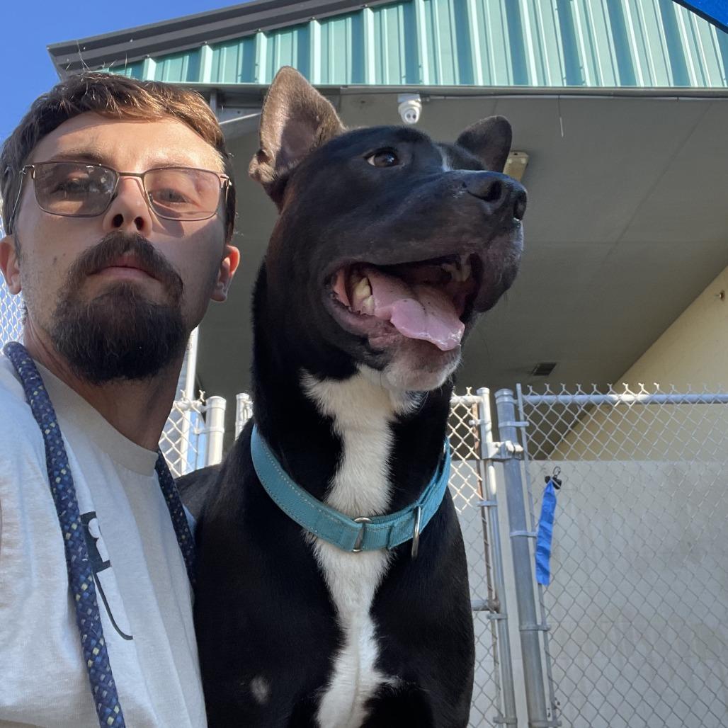 Enlarge Whiskey, a Adoptable mixed breed in Galveston, TX image 2/6