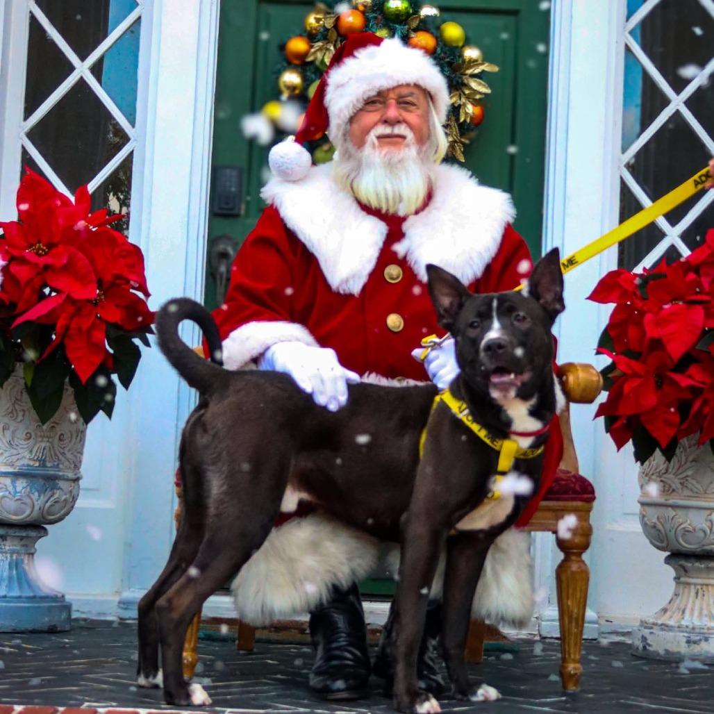 Enlarge Whiskey, a Adoptable mixed breed in Galveston, TX image 3/6