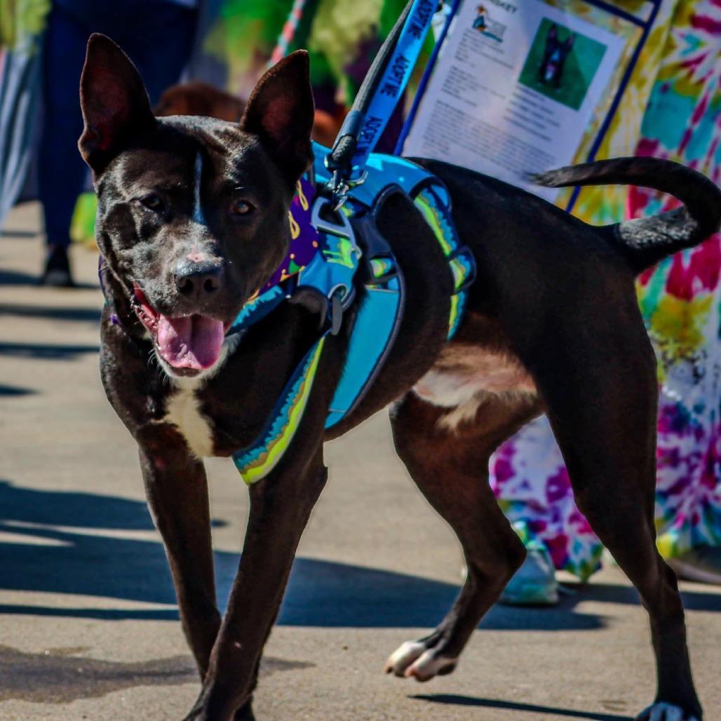 Whiskey, a Adoptable mixed breed in Galveston, TX image 3/6
