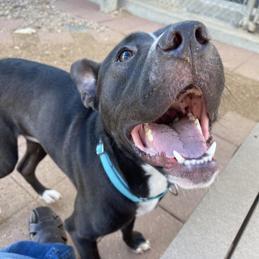 Enlarge Whiskey, a Adoptable mixed breed in Galveston, TX image 5/6