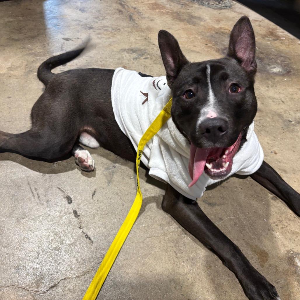 Enlarge Whiskey, a Adoptable mixed breed in Galveston, TX image 5/6