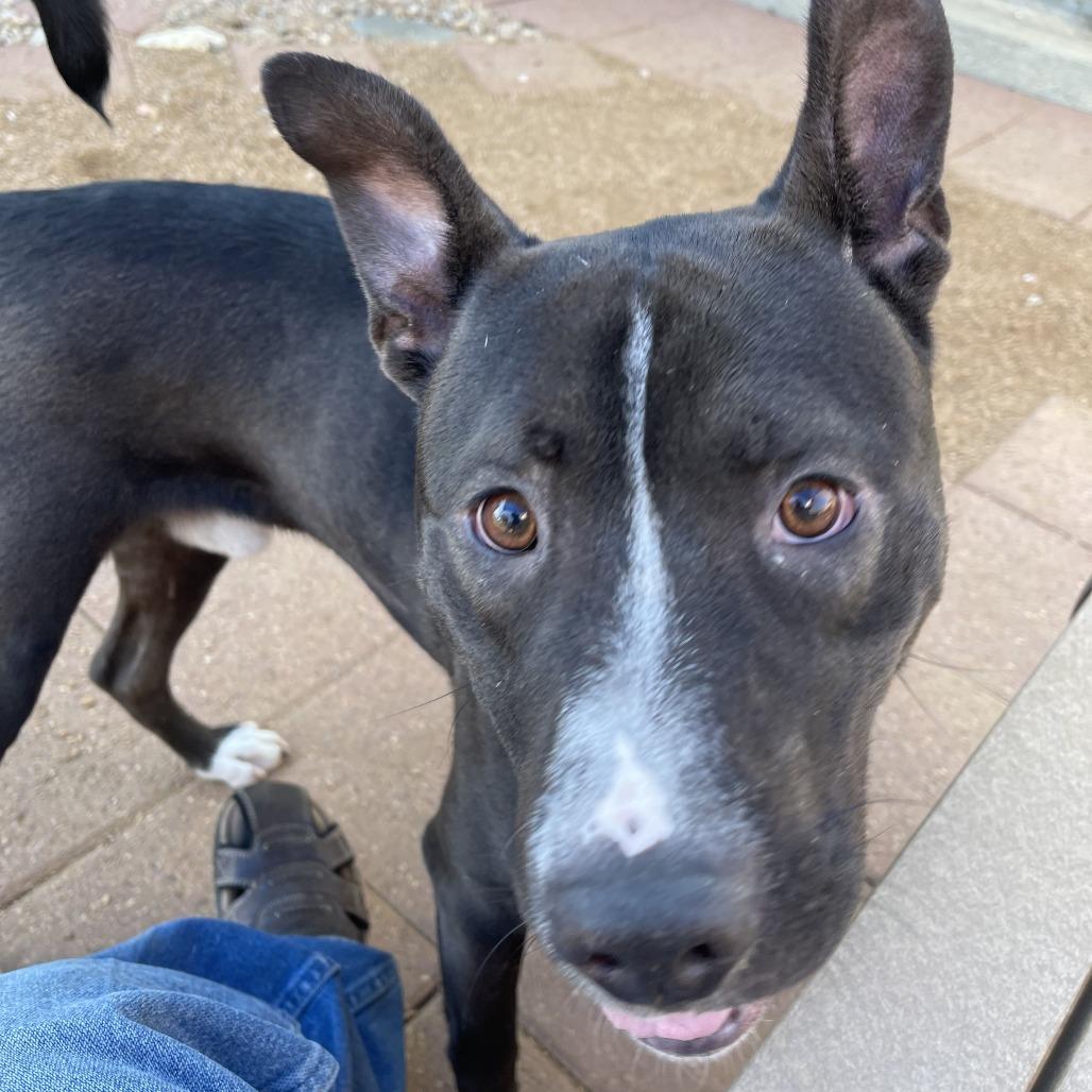 Enlarge Whiskey, a Adoptable mixed breed in Galveston, TX image 6/6