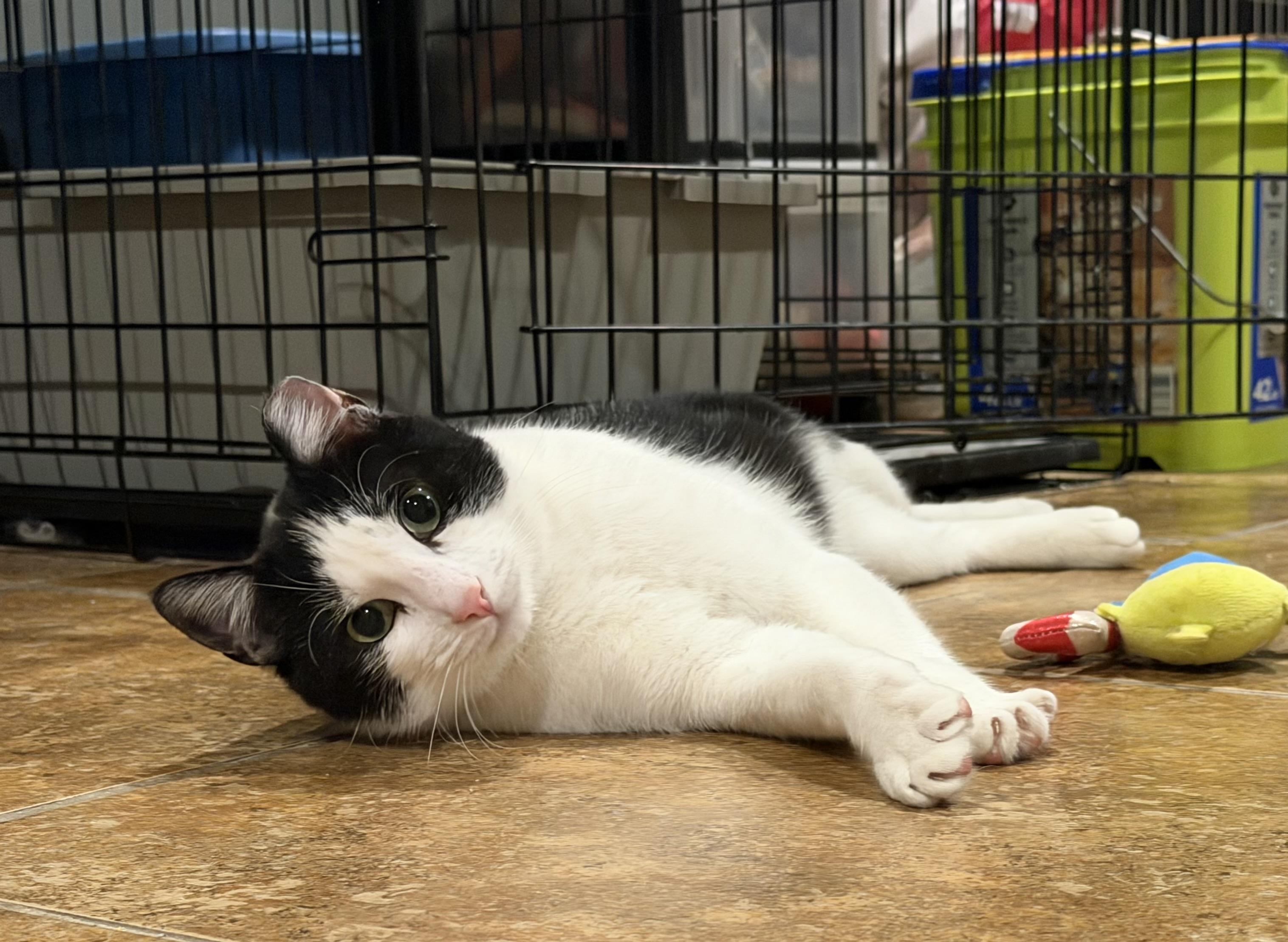 👑 LJ (Lord Jameson) 👑 , Adoptable, Adult Male Domestic Short Hair & Bombay.