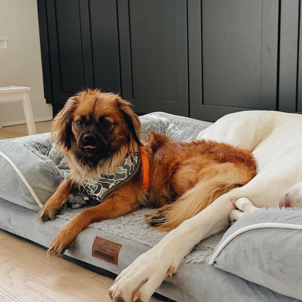 Emilio 09-2320, Adoptable, Adult Male Tibetan Spaniel & Mixed Breed.