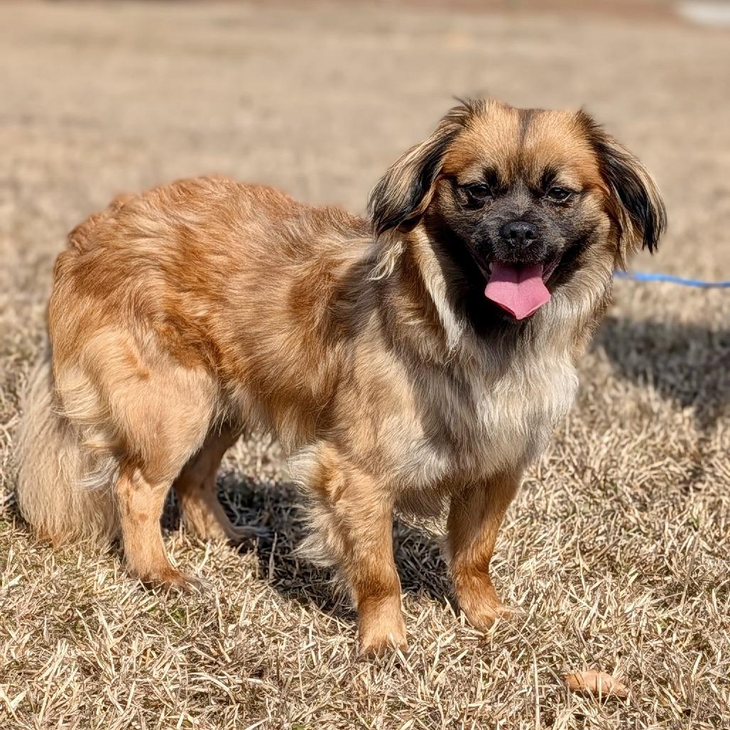 Enlarge Emilio 09-2320, a Adoptable mixed breed in Tyrone, GA image 2/6