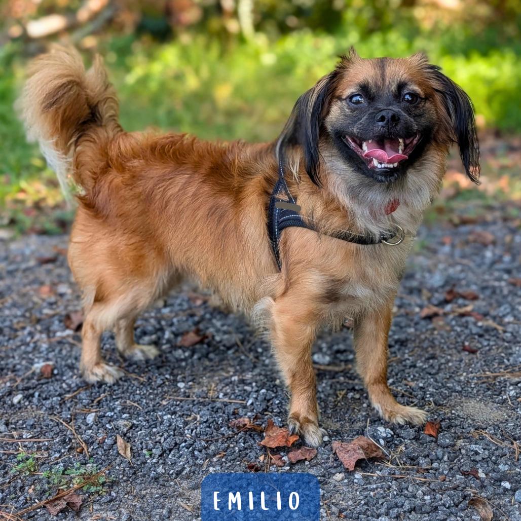 Enlarge Emilio 09-2320, a Adoptable mixed breed in Tyrone, GA image 5/6
