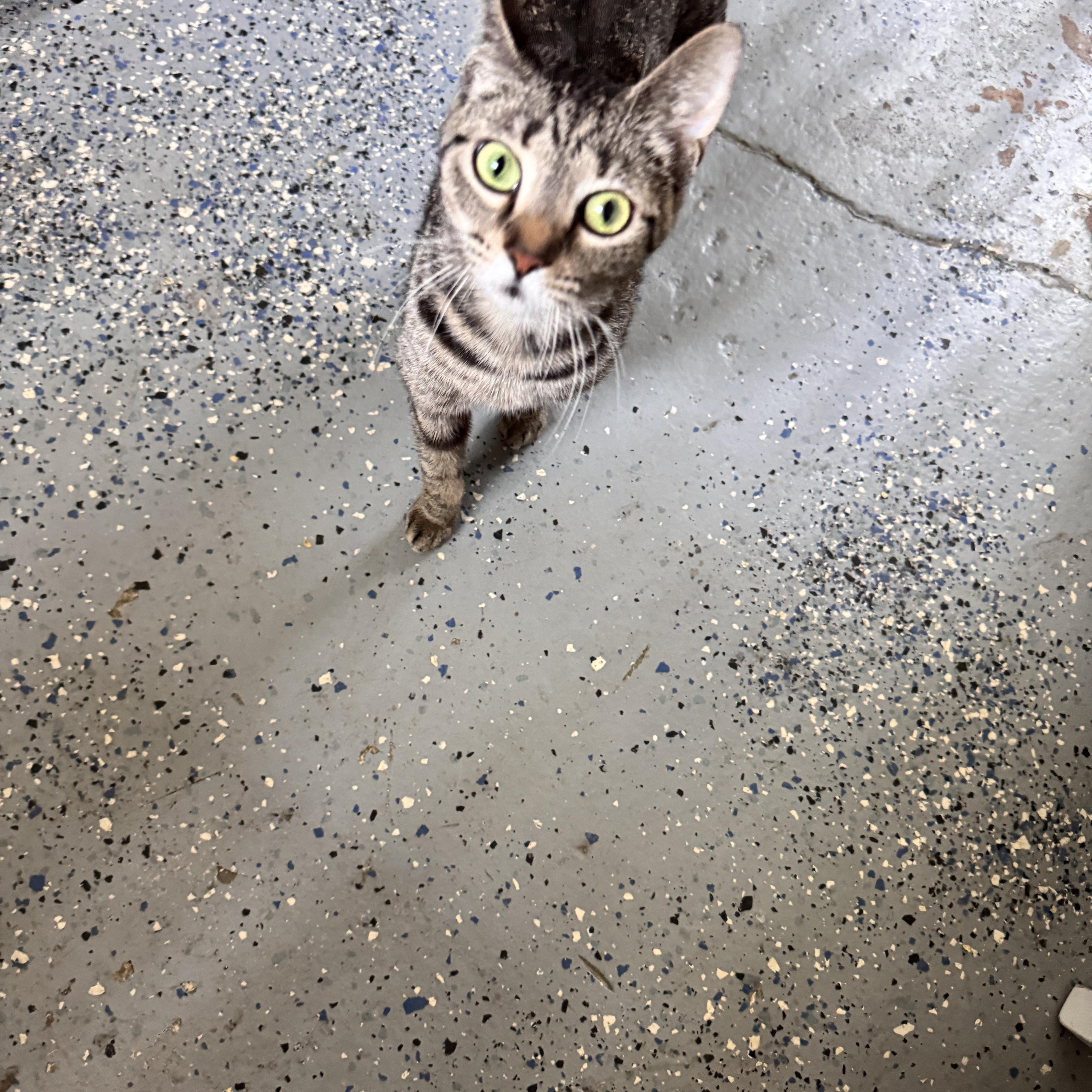 Enlarge Destiny, a Adoptable Tabby in Richland, MI image 3/5