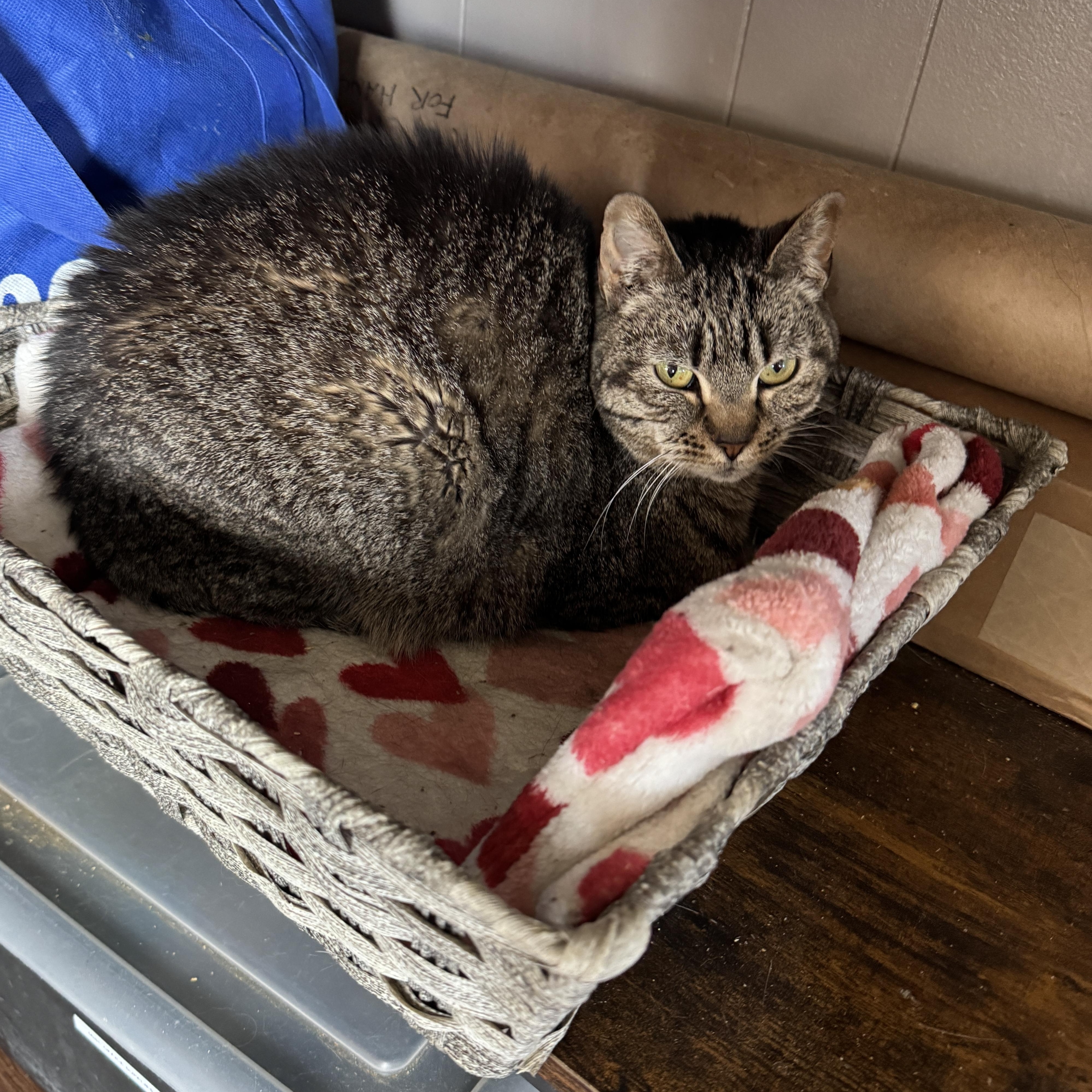 Enlarge Autumn, a Adoptable Tabby in Richland, MI image 4/4