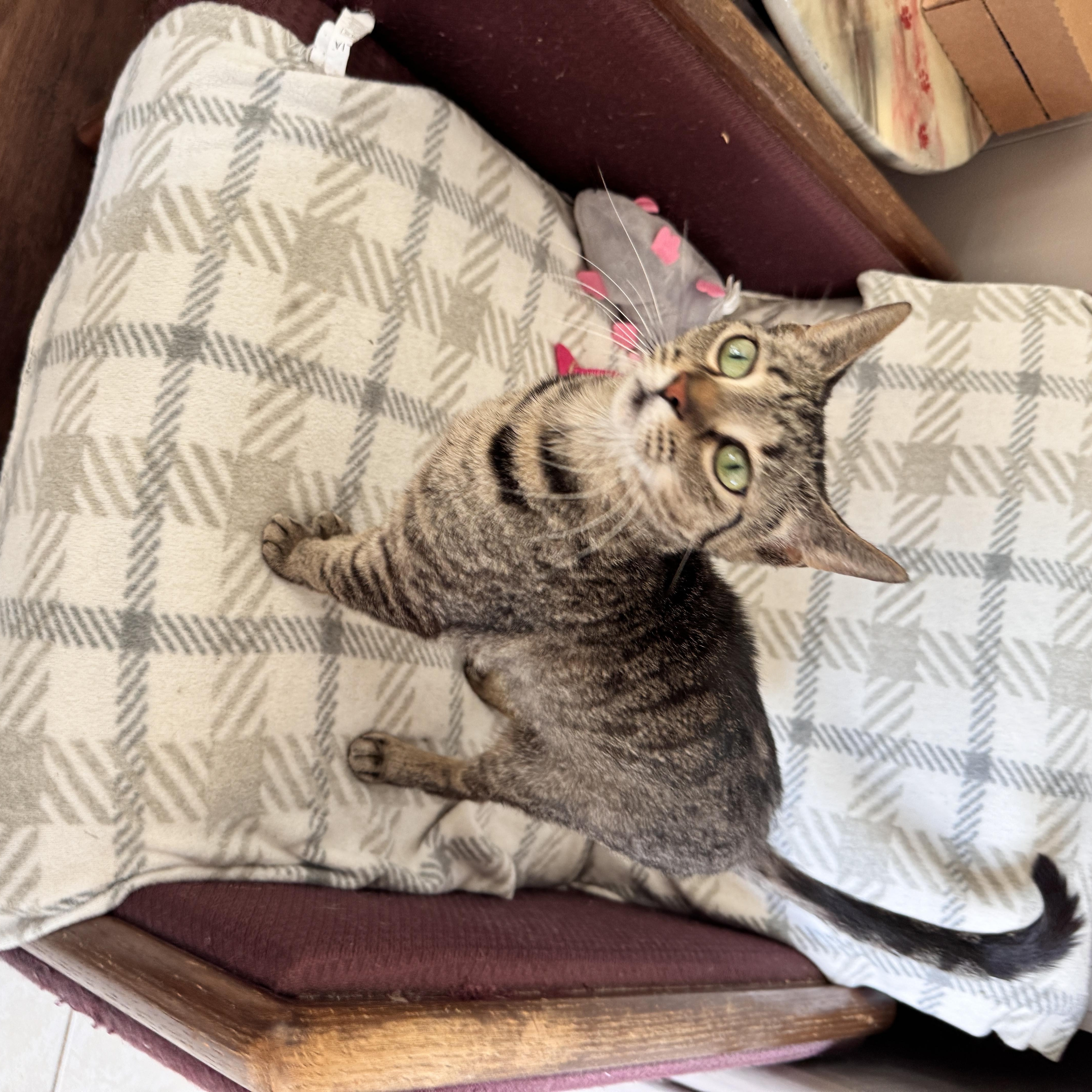 Enlarge Destiny, a Adoptable Tabby in Richland, MI image 1/5