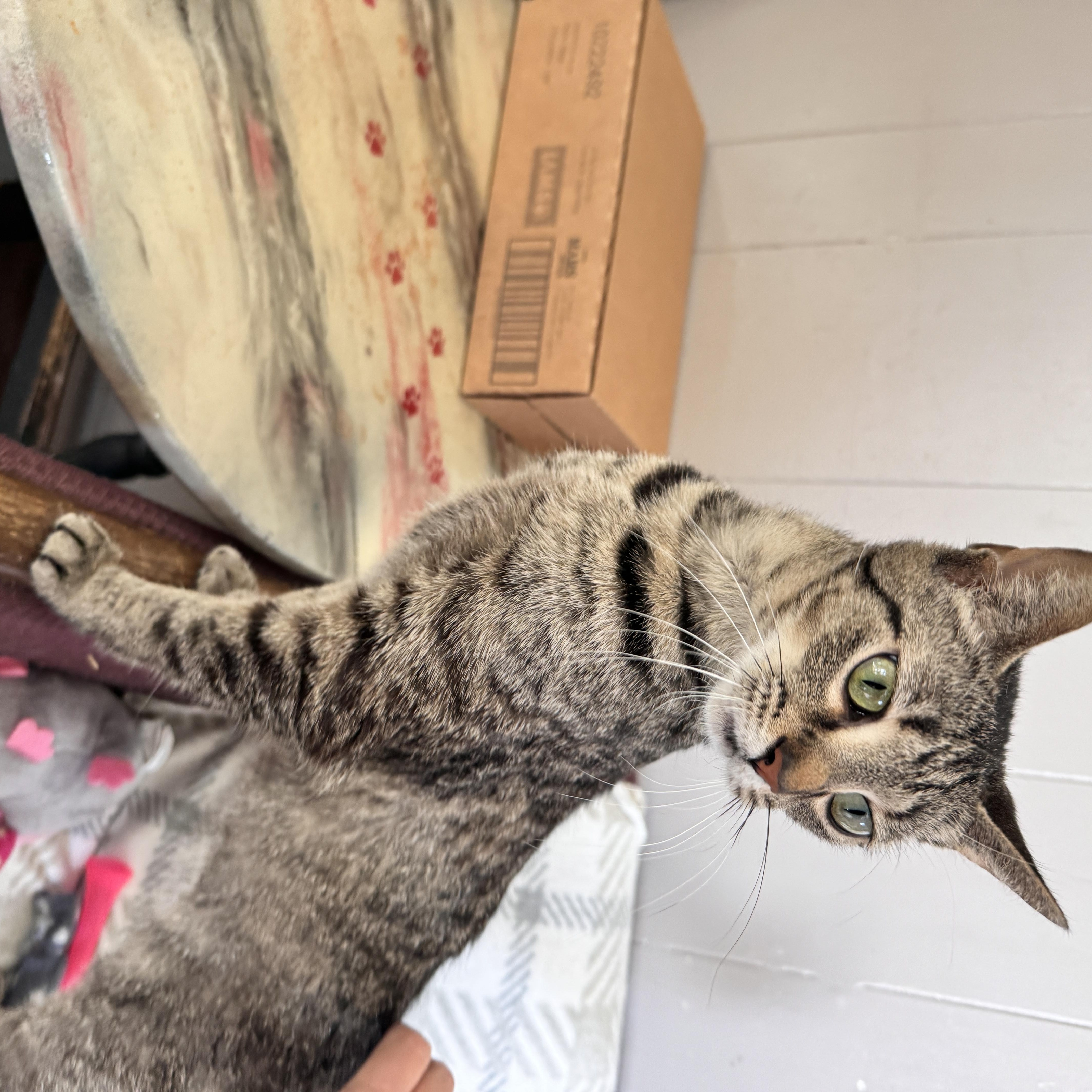 Enlarge Destiny, a Adoptable Tabby in Richland, MI image 2/5