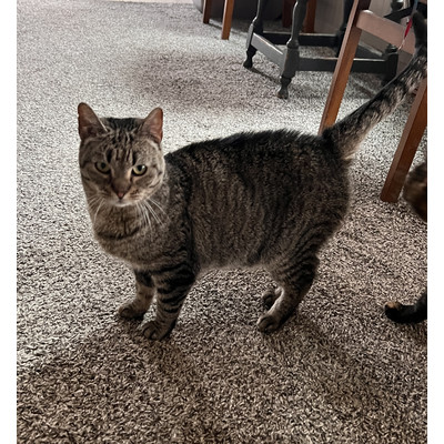 Enlarge Autumn, a Adoptable Tabby in Richland, MI image 1/3