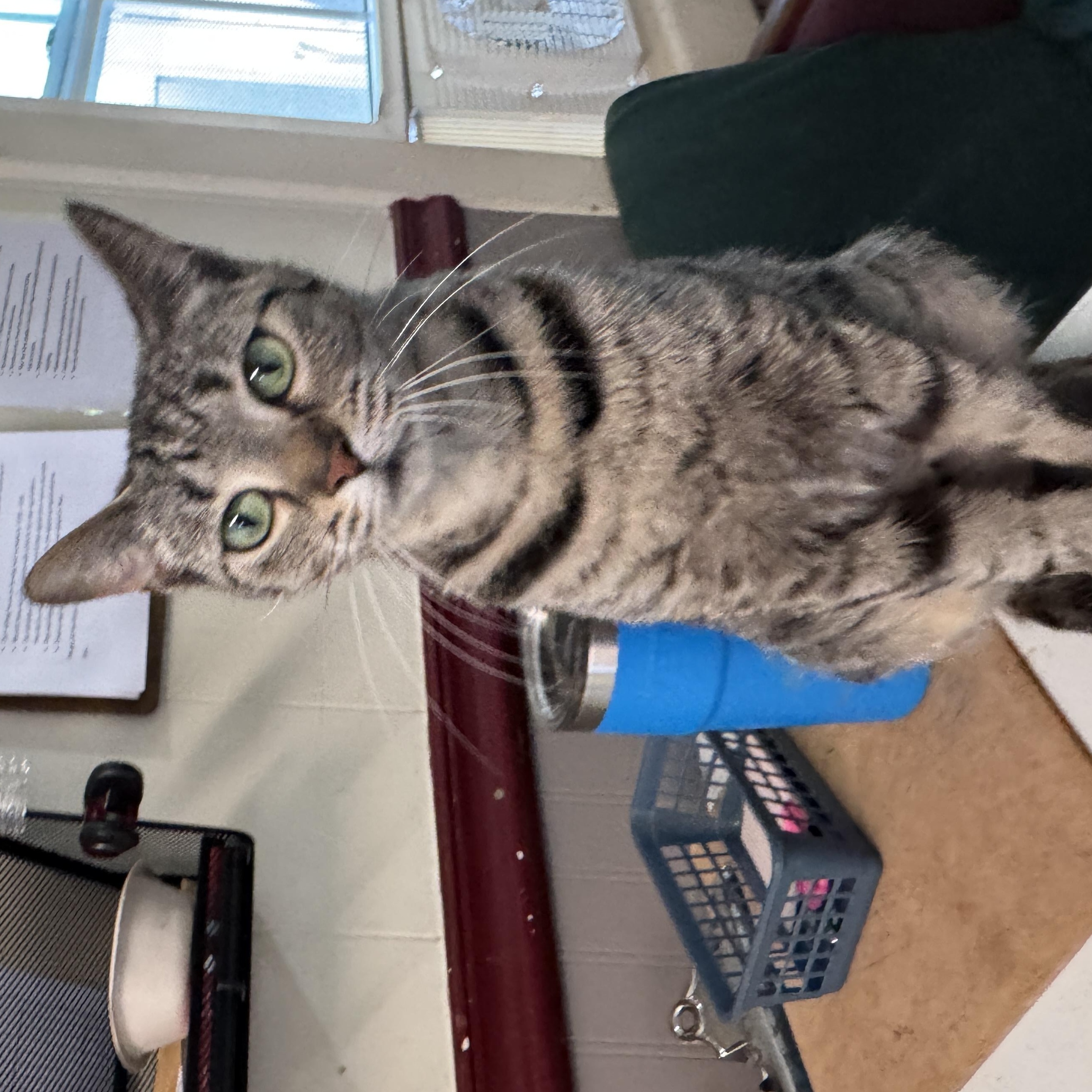 Enlarge Destiny, a Adoptable Tabby in Richland, MI image 4/5