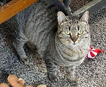 Enlarge Autumn, a Adoptable Tabby in Richland, MI image 2/3