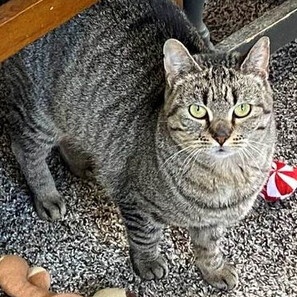 Enlarge Autumn, a Adoptable Tabby in Richland, MI image 2/4