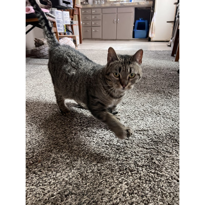 Enlarge Autumn, a Adoptable Tabby in Richland, MI image 3/3