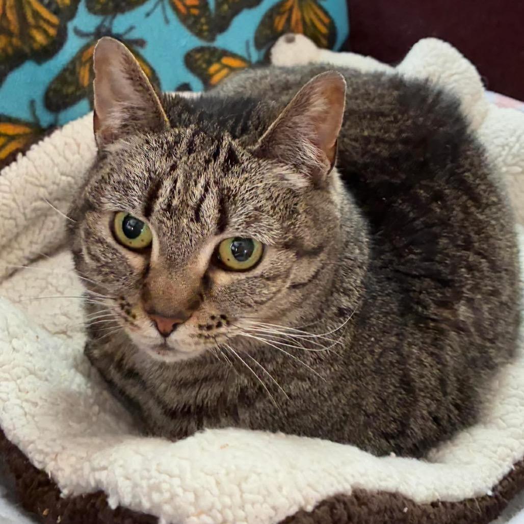 Autumn, Adoptable, Adult Female Tabby.
