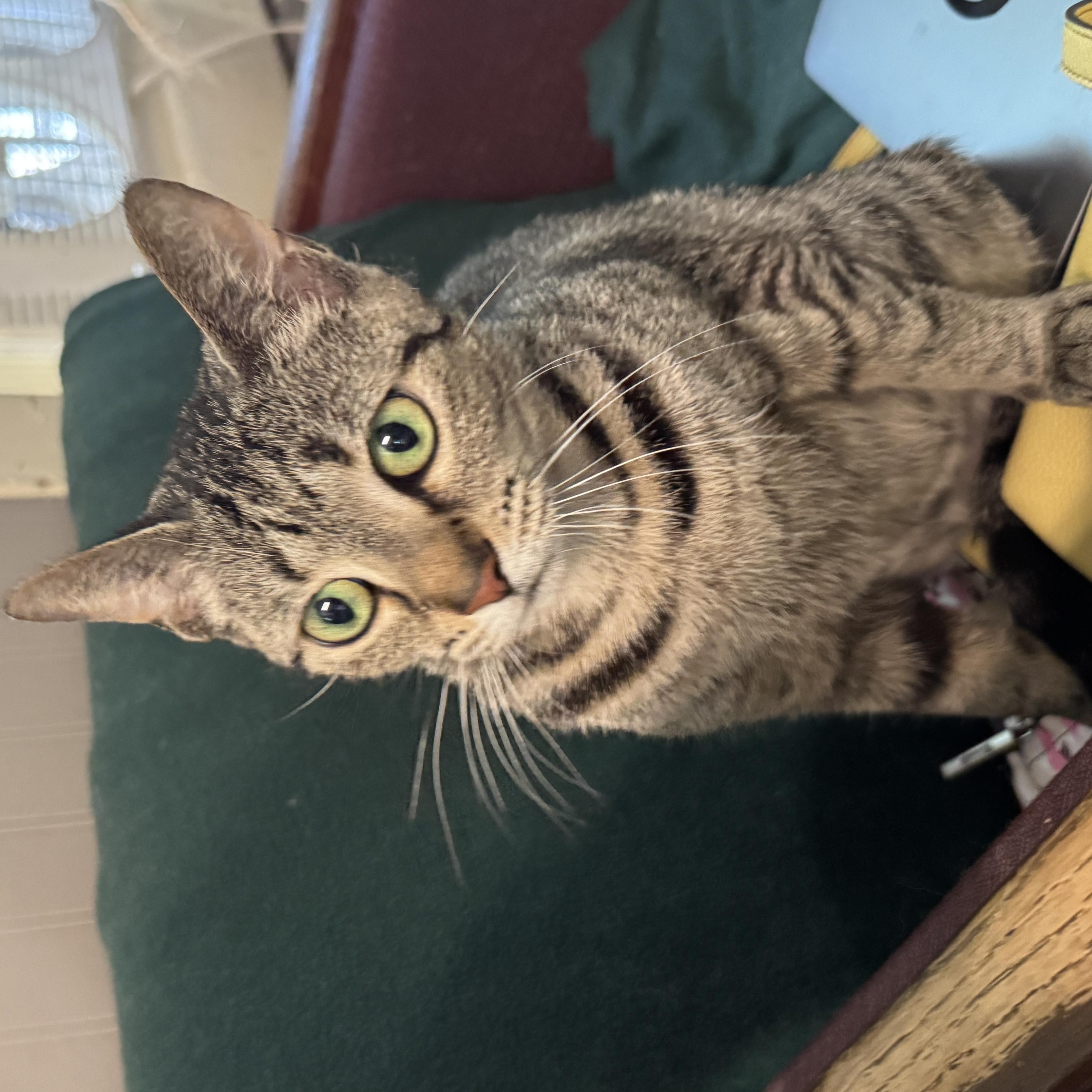 Enlarge Destiny, a Adoptable Tabby in Richland, MI image 5/5