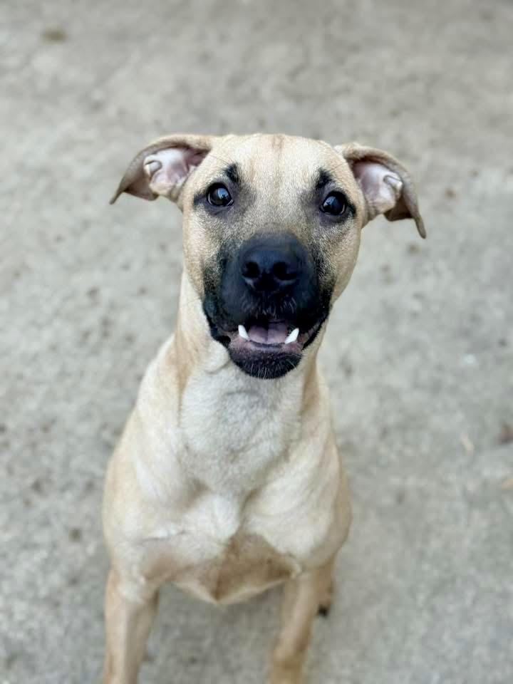 Jill, an adopted mixed breed in Chicago, IL image 1/4