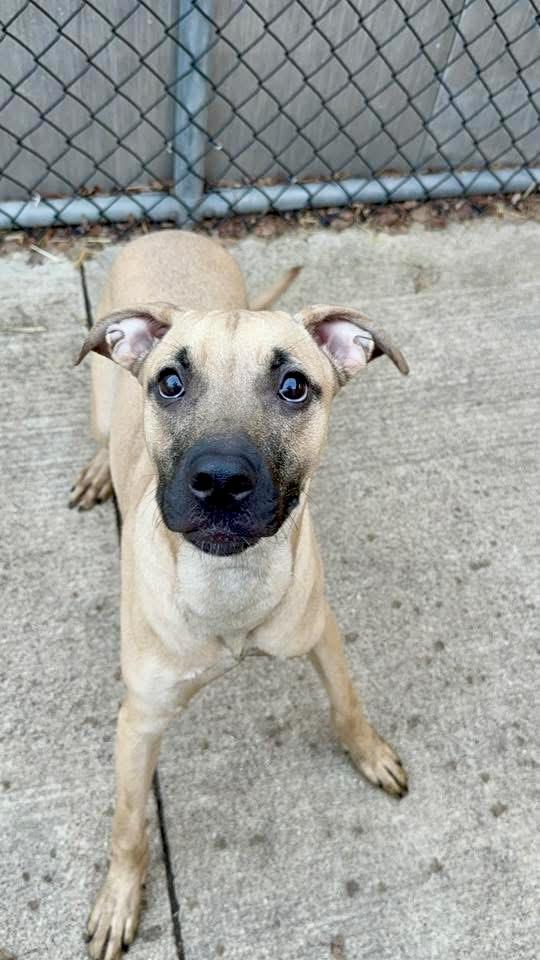 Jill, an adopted mixed breed in Chicago, IL image 3/4