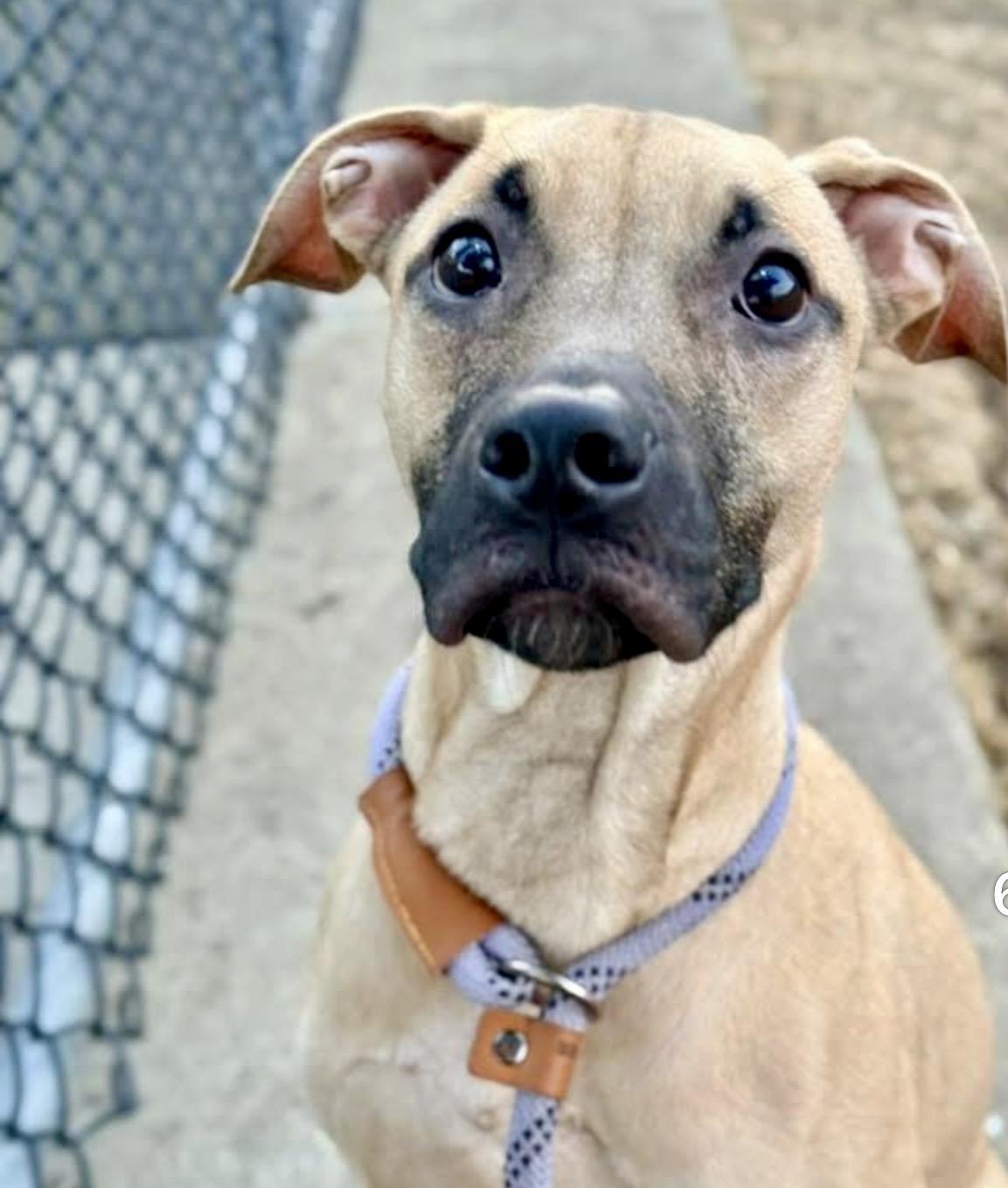 Jill, an adopted mixed breed in Chicago, IL image 4/4