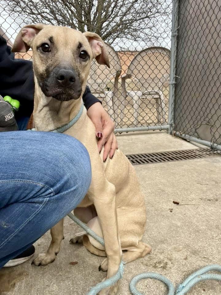 Jill, an adopted mixed breed in Chicago, IL image 2/4