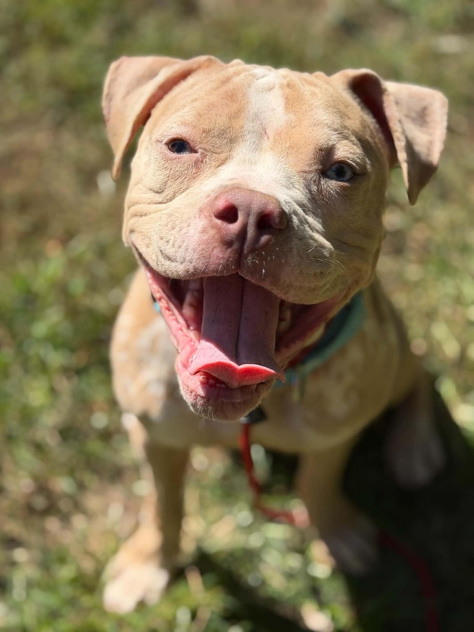 Doobie, Adopted, Young Male American Bully.