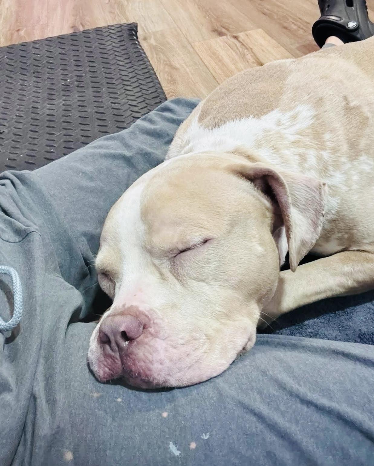 Enlarge Doobie, a Adopted American Bully in Milford, OH image 3/3