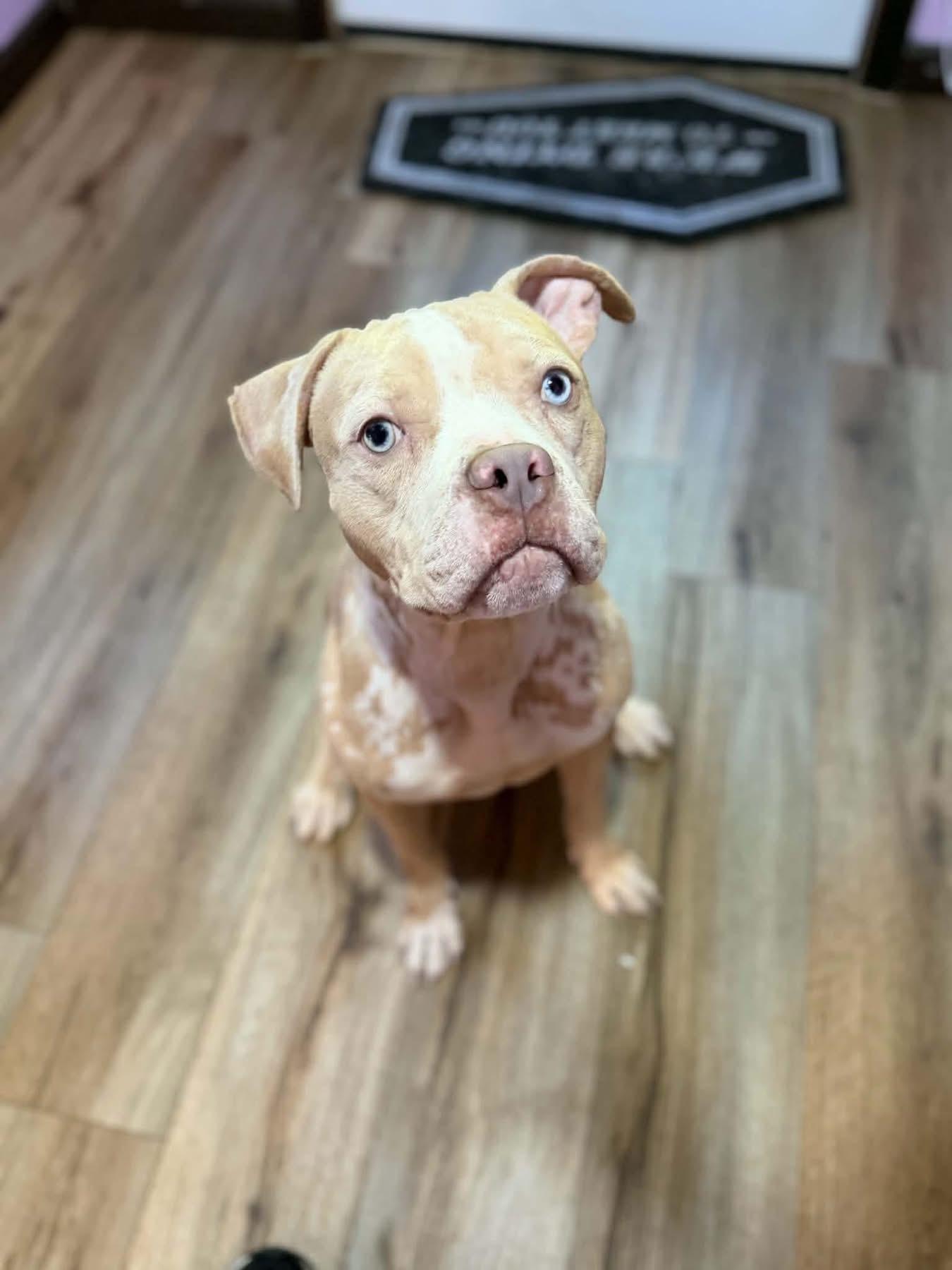 Enlarge Doobie, a Adopted American Bully in Milford, OH image 2/3