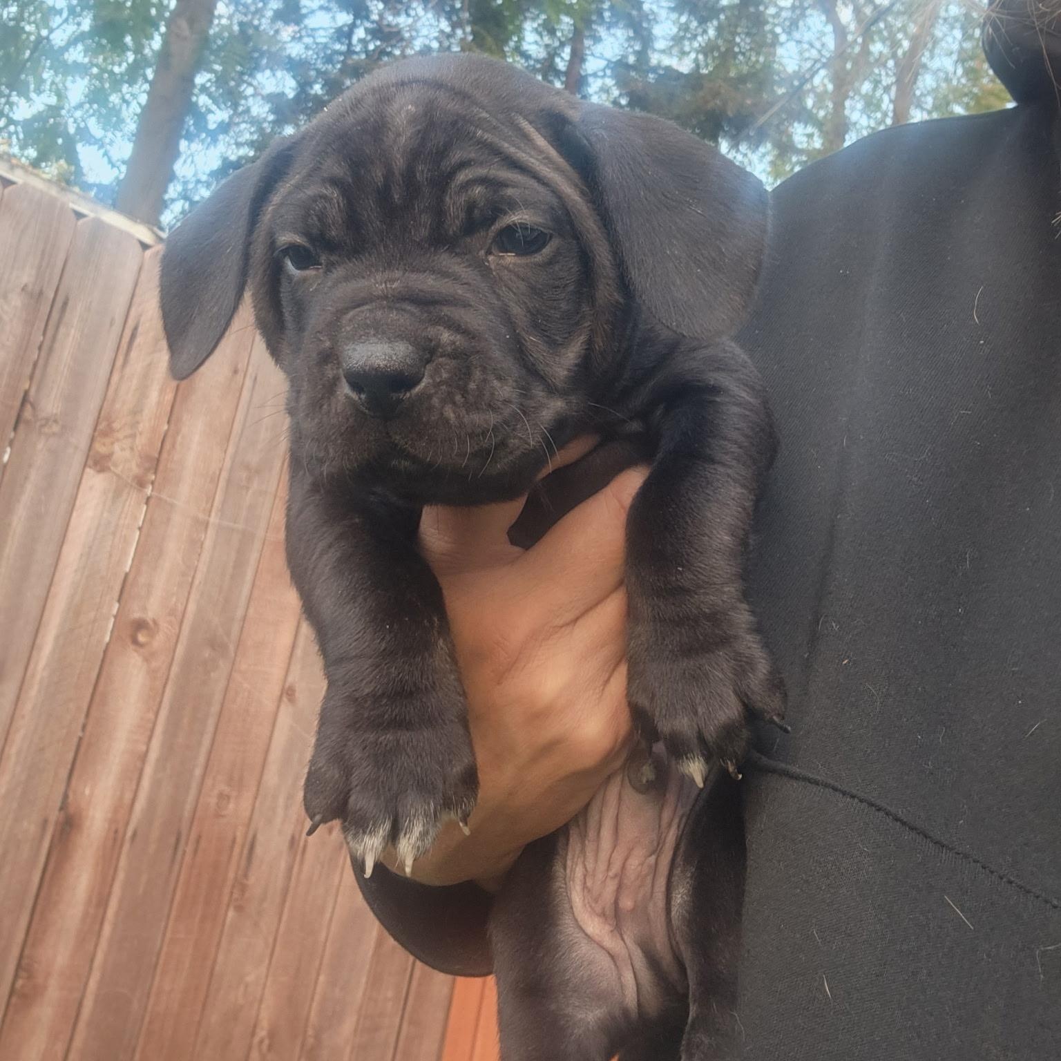Wellington, Adoptable, Puppy Male Pit Bull Terrier.