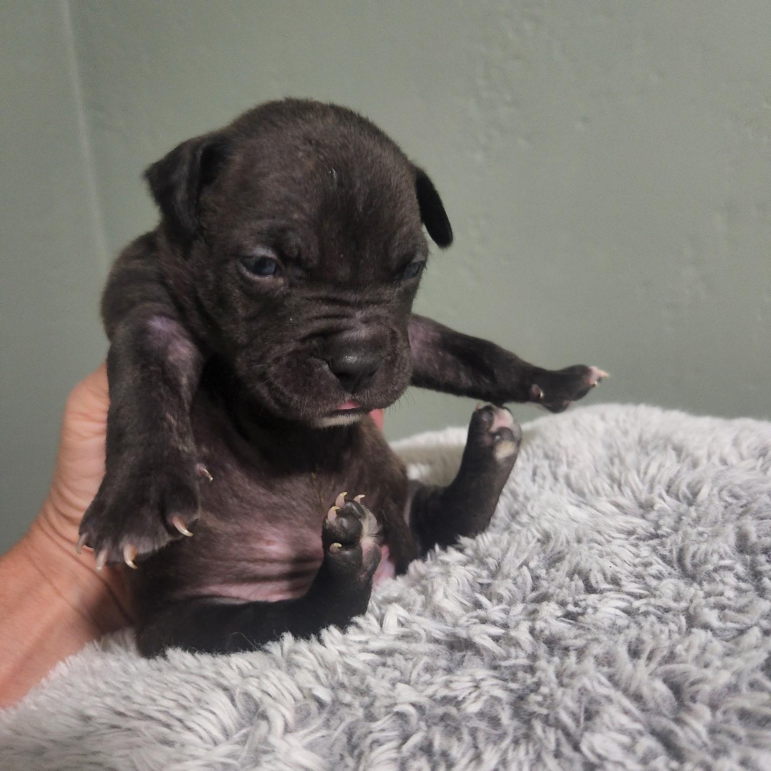 Enlarge Wellington, a Adoptable mixed breed in Brentwood, CA image 2/2