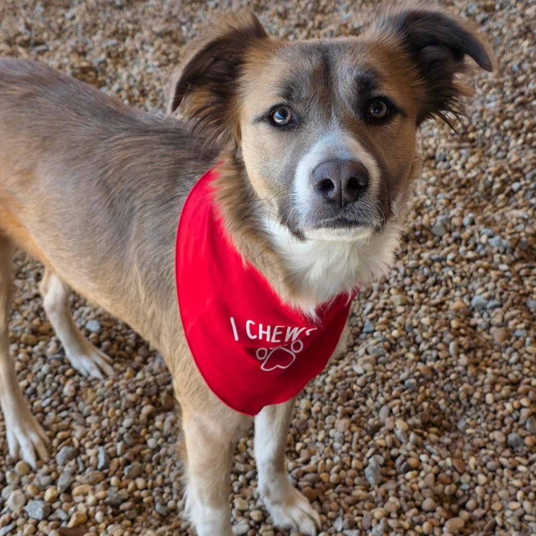 Enlarge Xxena, a ADOPTABLE mixed breed in Phenix City, AL image 3/3